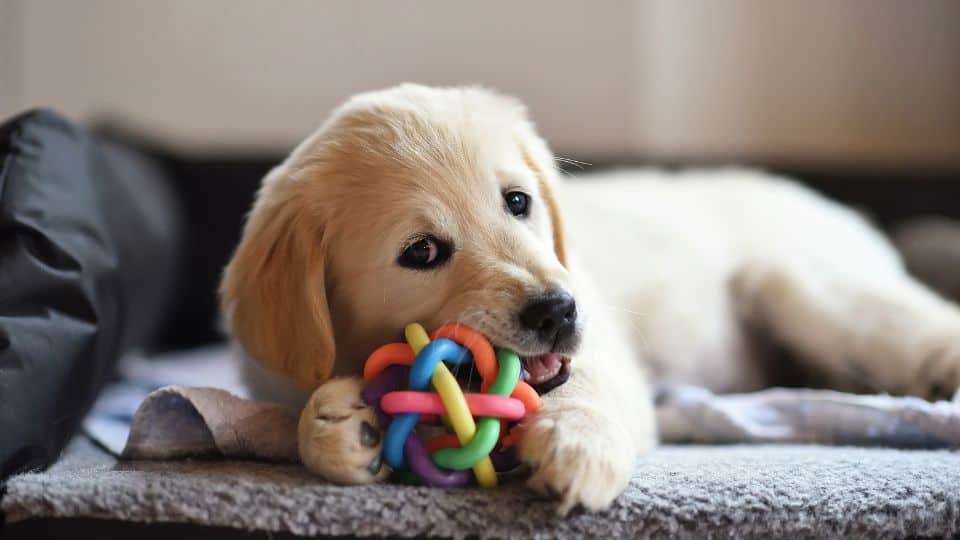 אילו צעצועים לכלבים הכי מפתחים את המחשבה?
